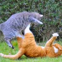 Yet another cat fight between Google and Microsoft